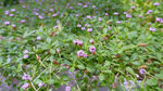 紫色小花点缀绿色植物
