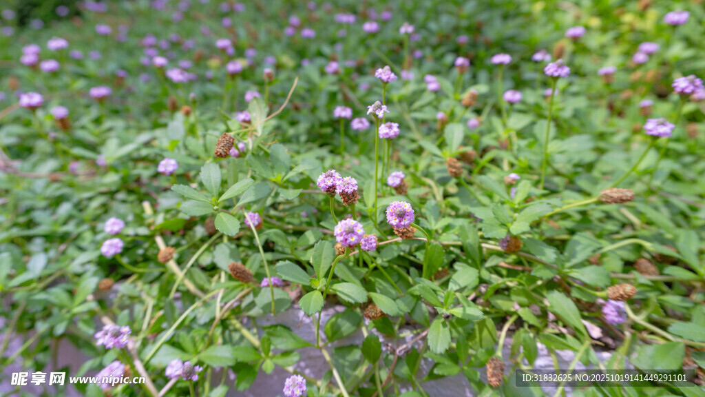 紫色小花点缀绿色植物