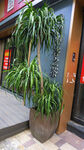 门前绿植盆栽装点店面