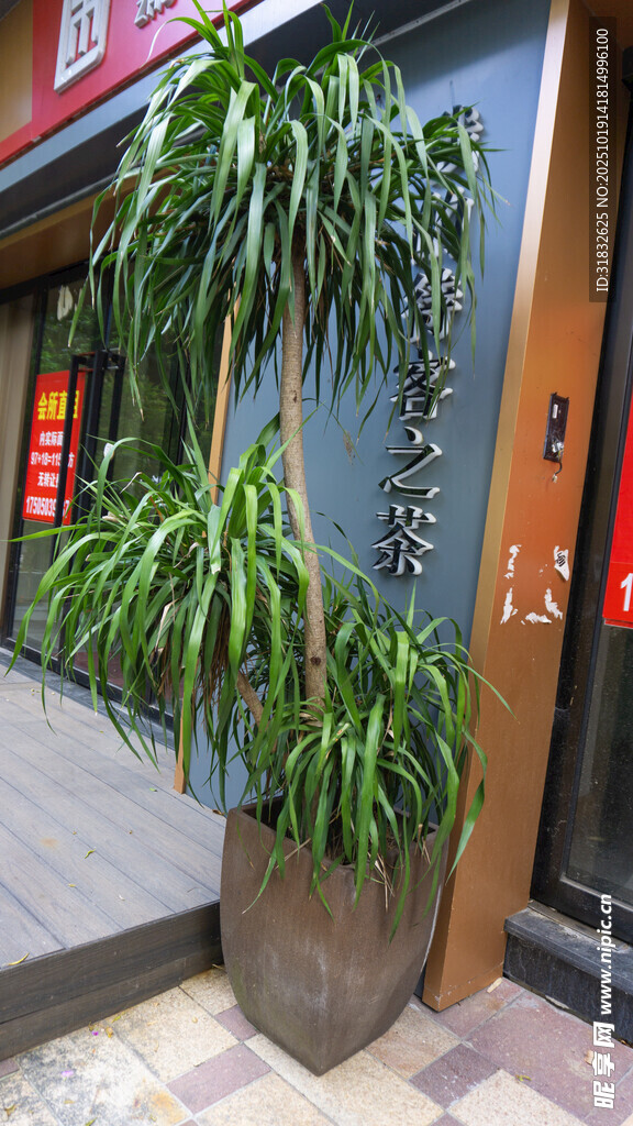 门前绿植盆栽装点店面