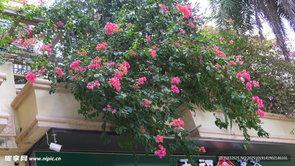 繁花垂落的阳台景致
