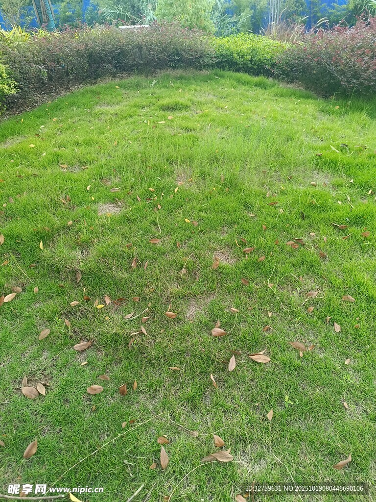 翠绿草地