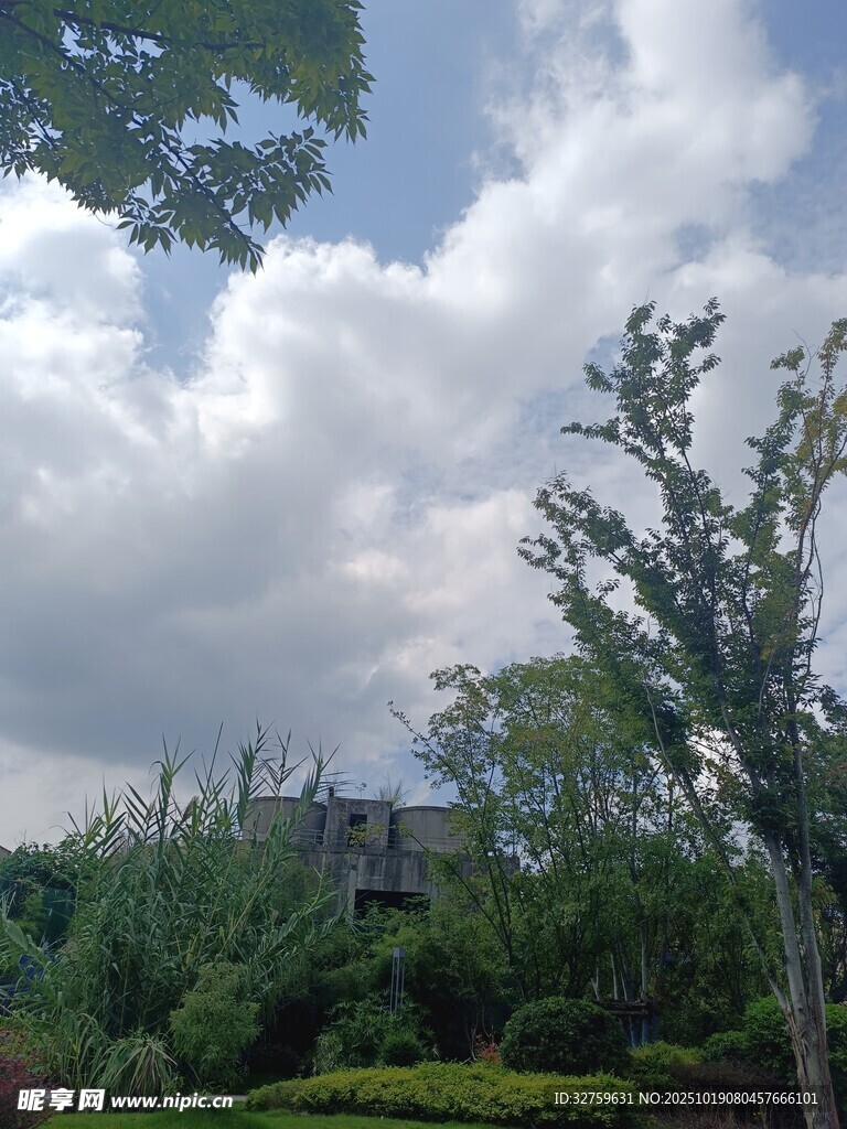 蓝天白云下的绿植景观