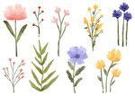 手绘花卉插画