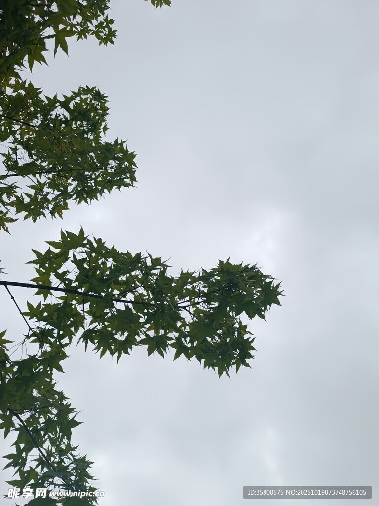 仰视枝叶繁茂的树木