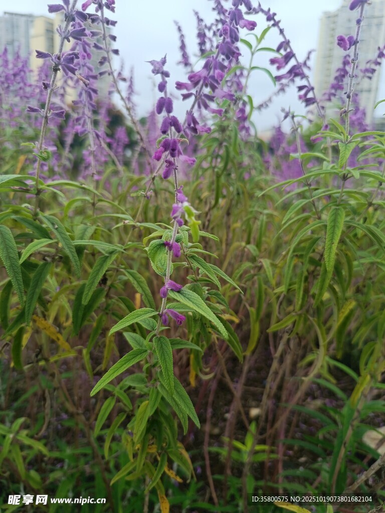 紫色花卉绽放的美丽景致