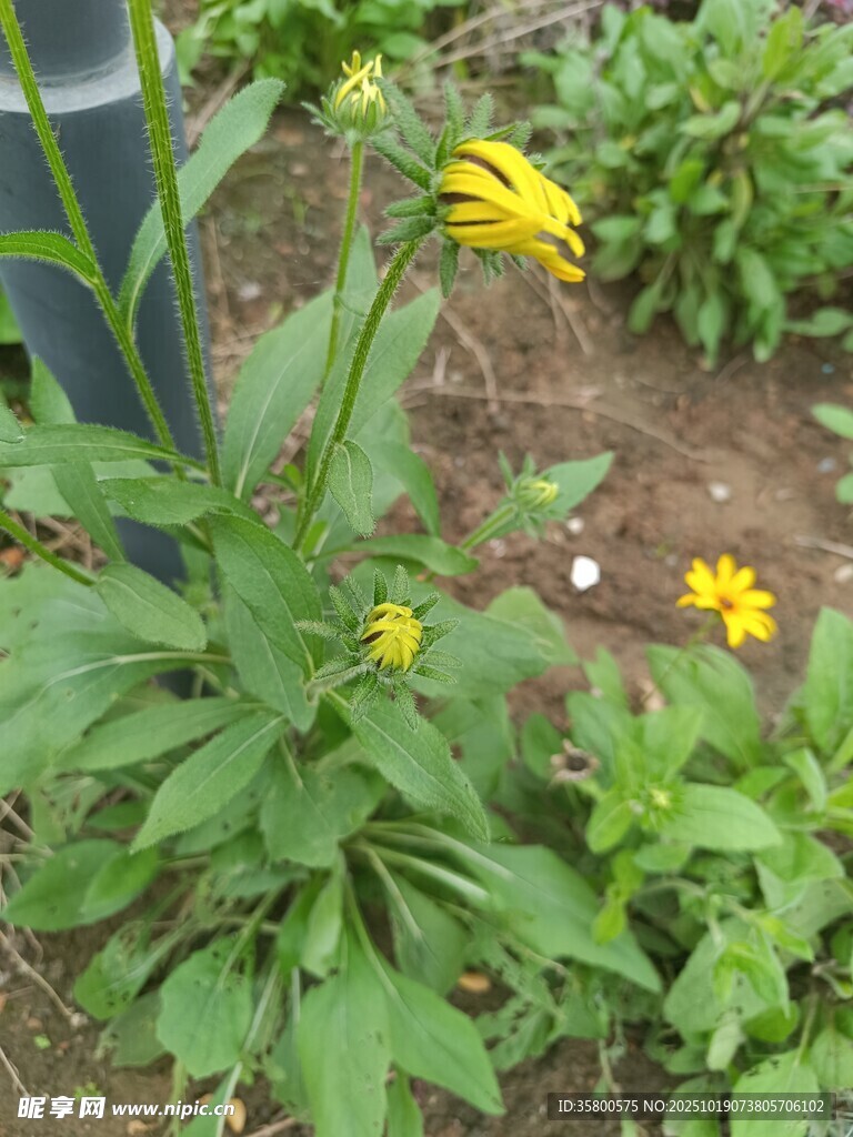 花园中的黄色小花与绿叶