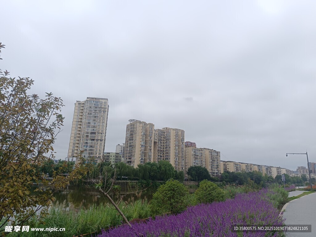 城市路边紫色花卉与高楼