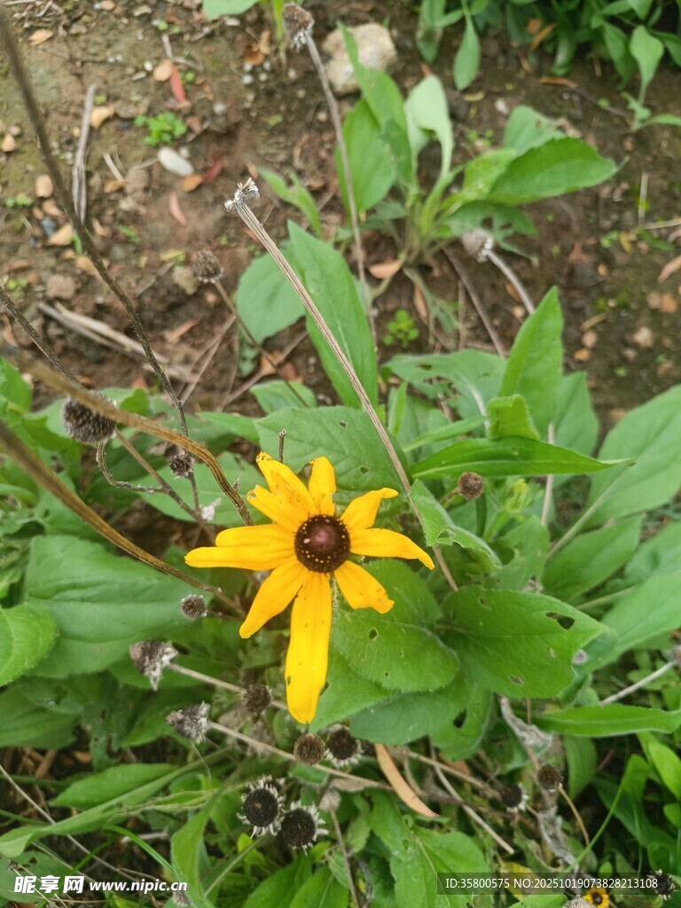 黄色黑心菊绽放于草丛