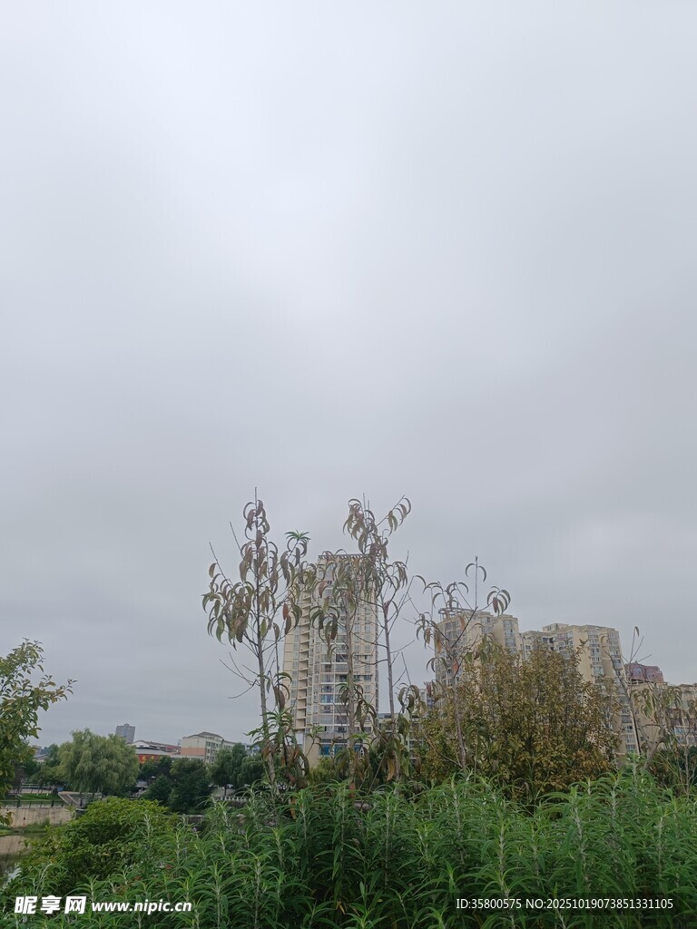 阴天中的绿植与树木景观
