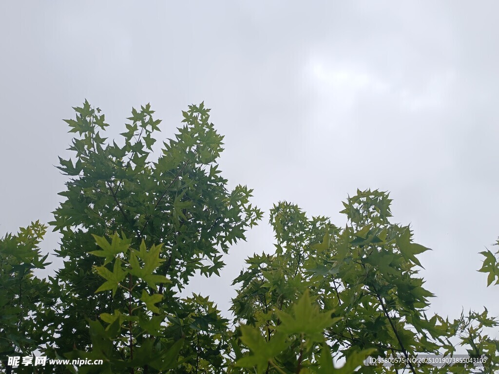 仰视绿树与灰白天空