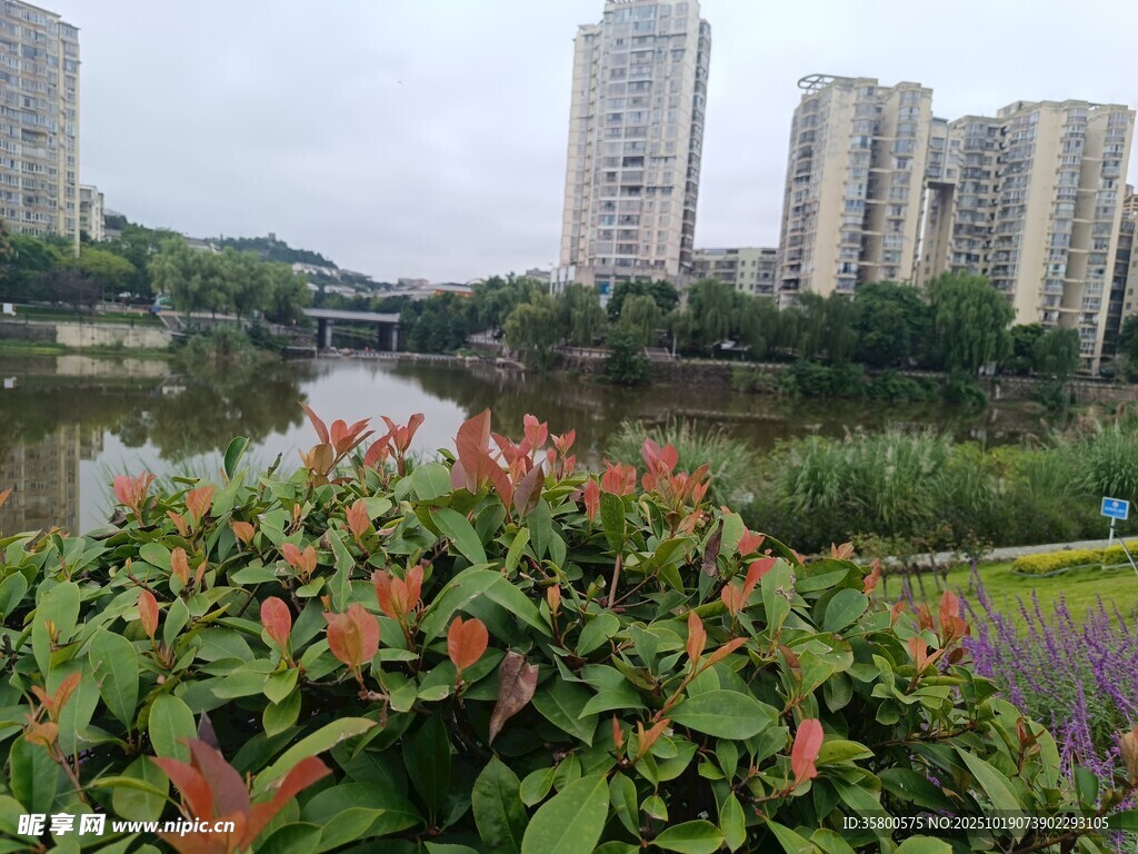 城市河畔绿植与高楼景观