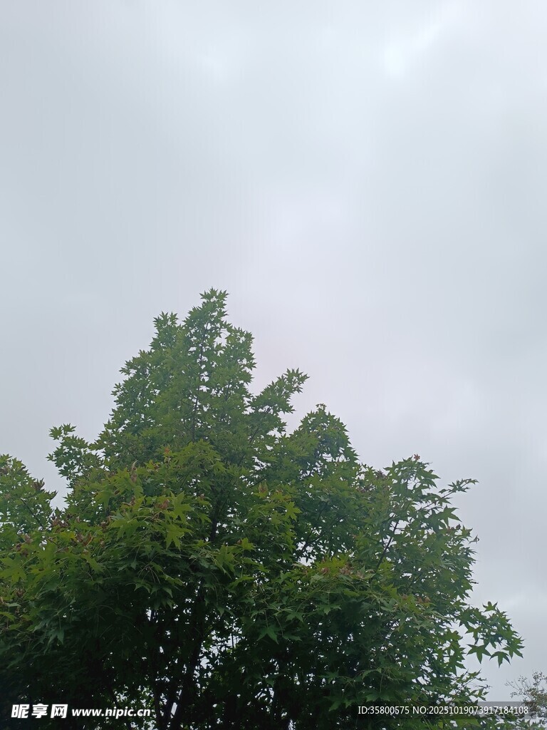 天空下的葱郁树冠