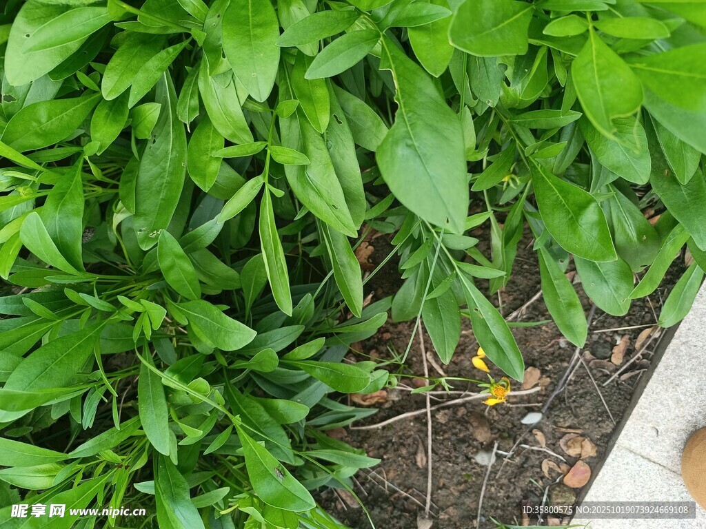 绿叶植物近景特写