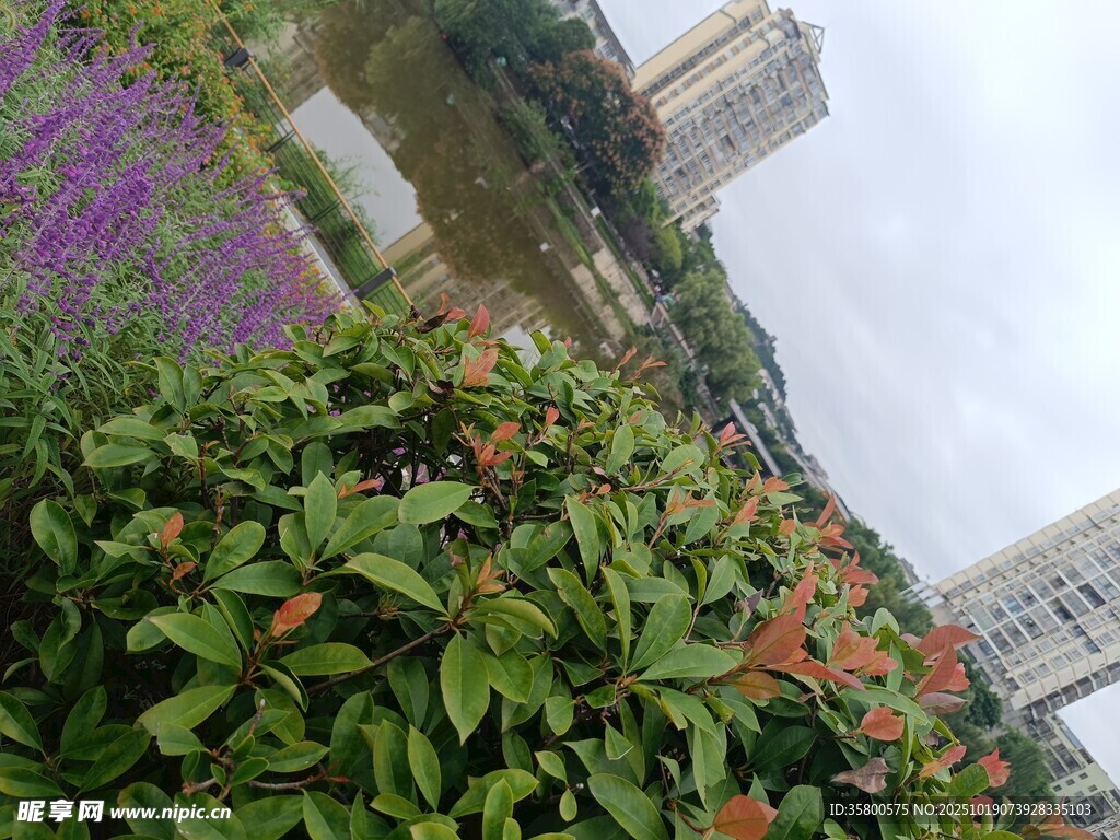 城市中多彩繁茂的植物景观