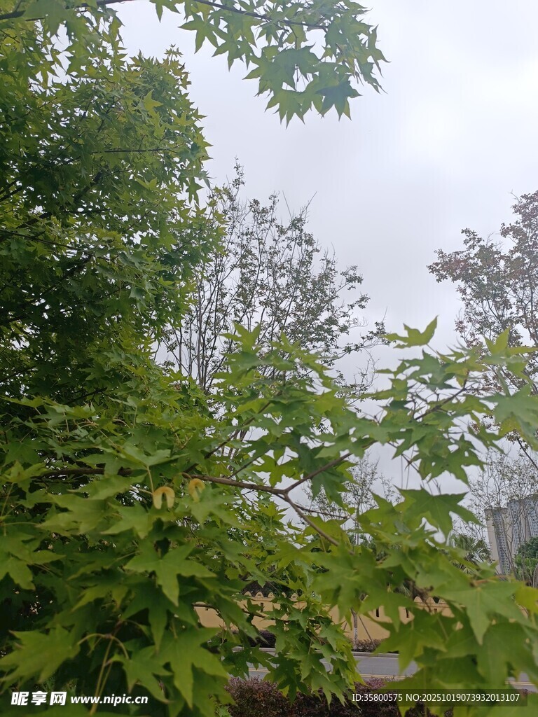 绿叶繁茂的树梢景致