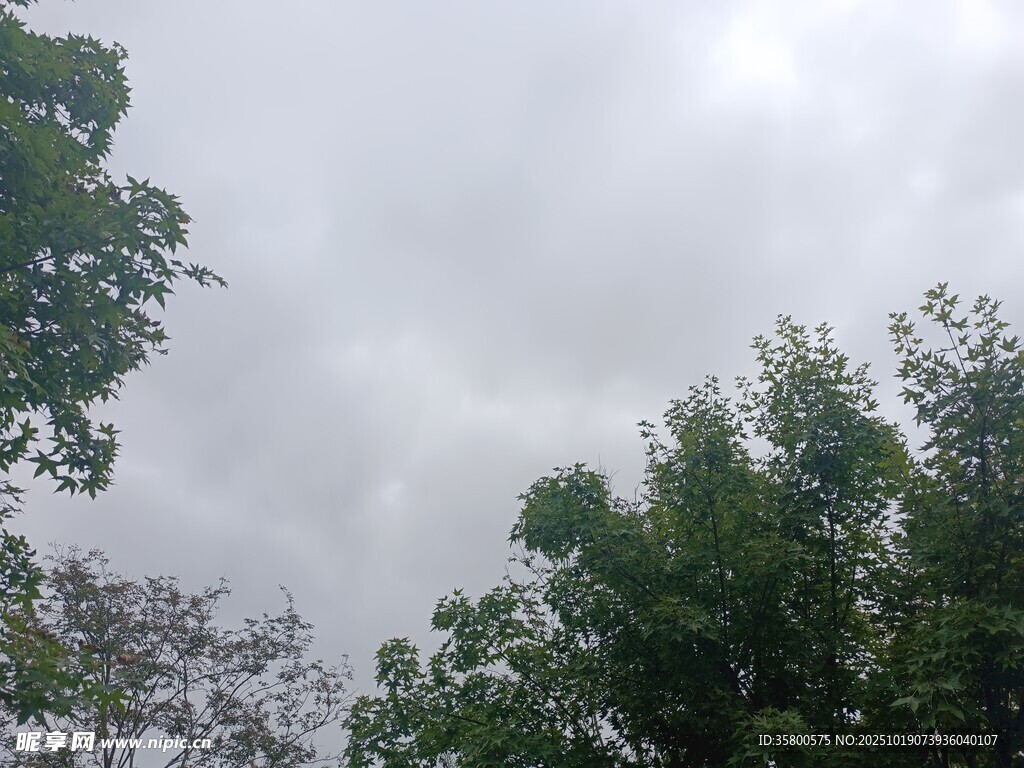 阴天中的绿树树冠