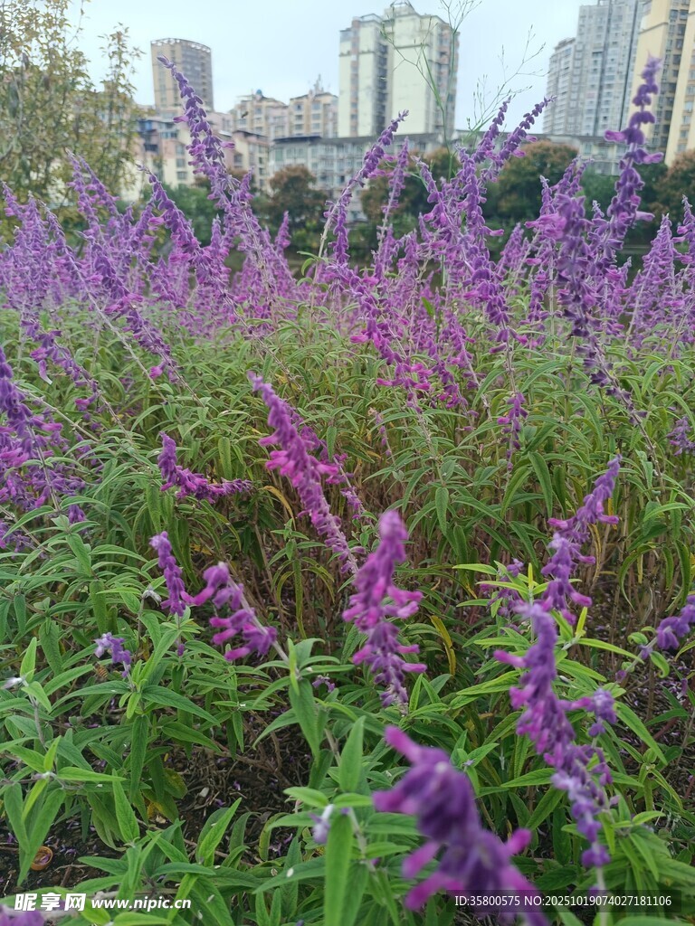 紫色花卉绽放于城市绿地