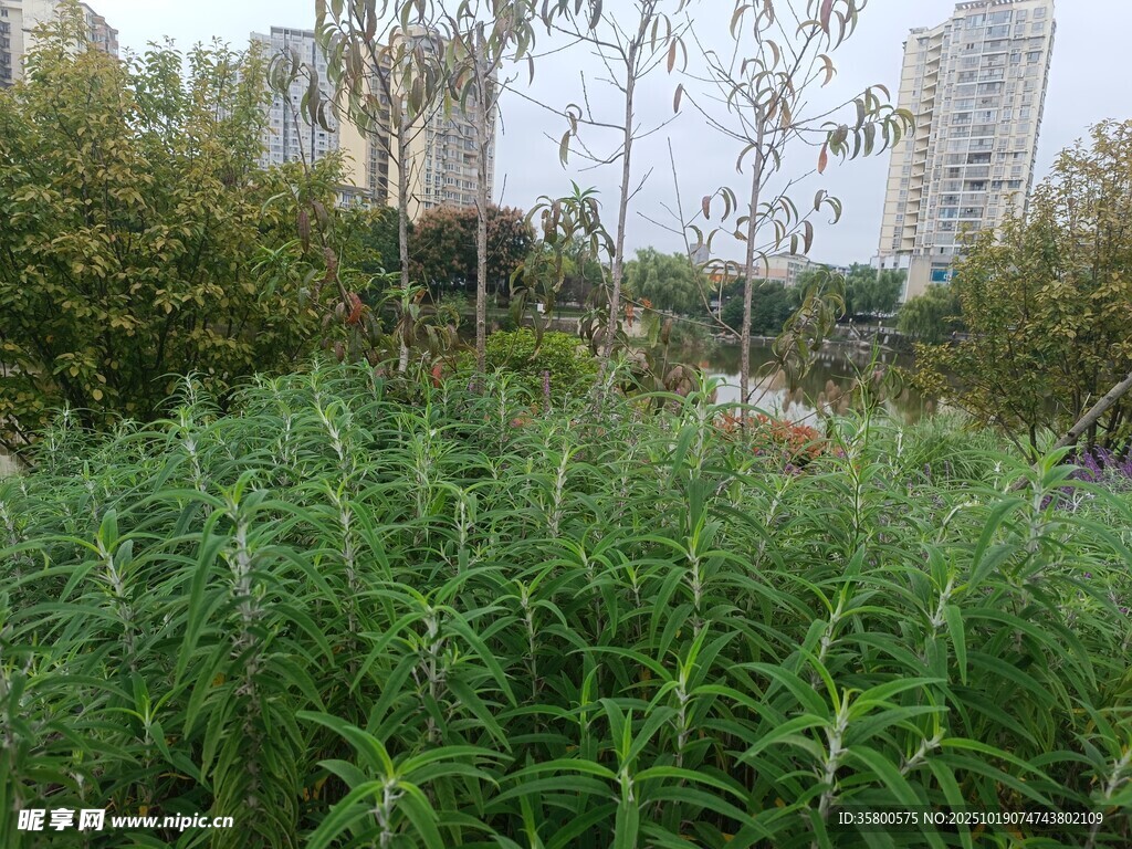 城市中的繁茂绿植景观
