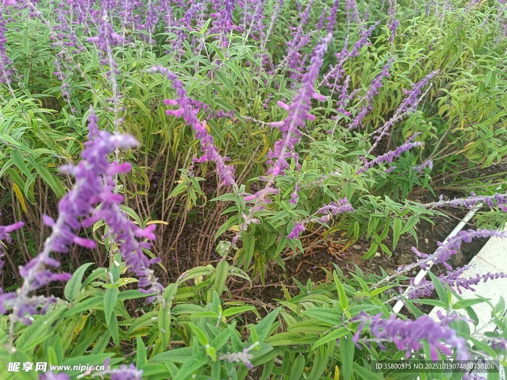 紫色鼠尾草花丛美景