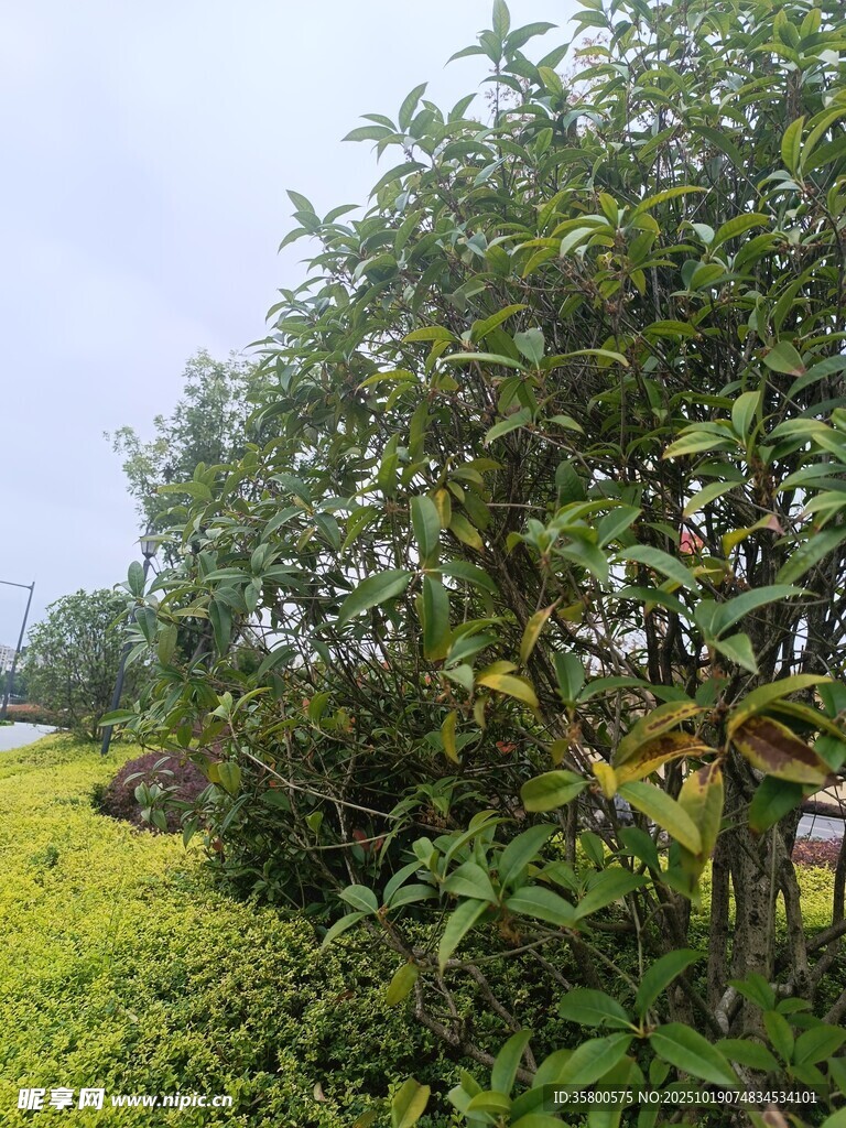 田园绿植景观