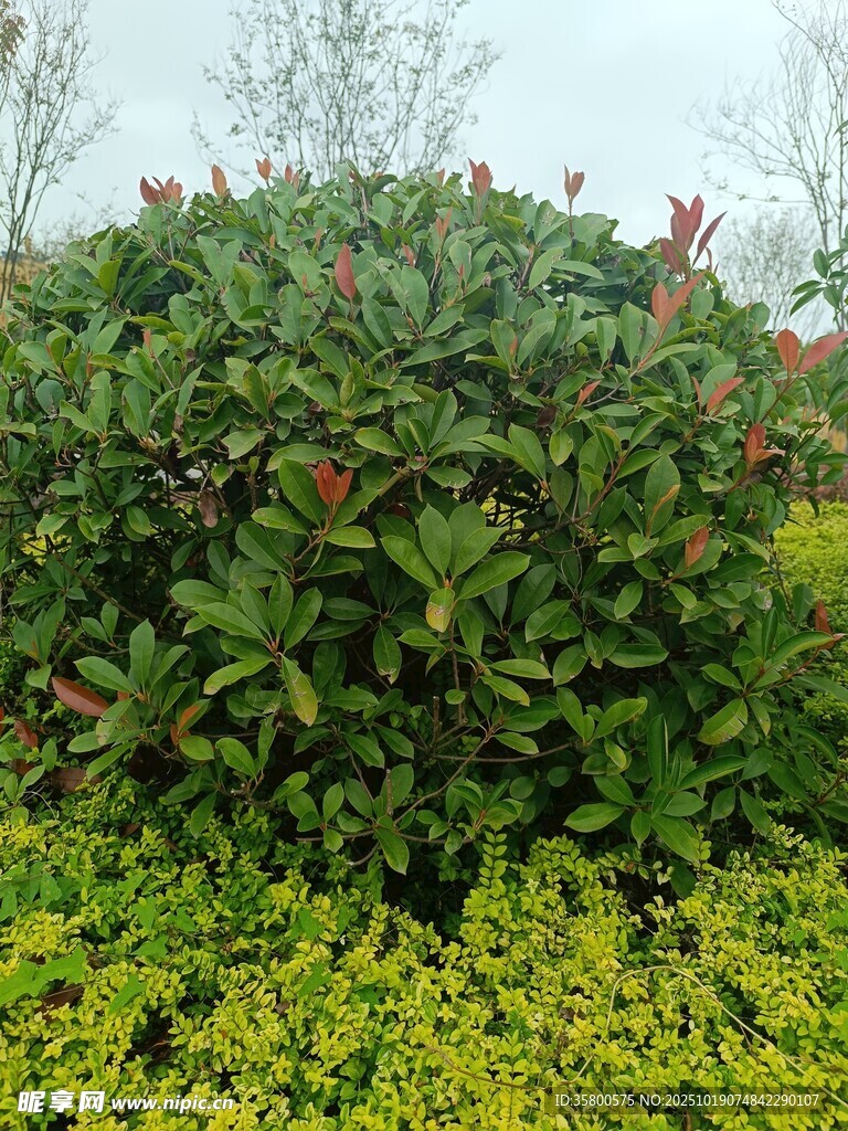 绿叶繁花的植物景观