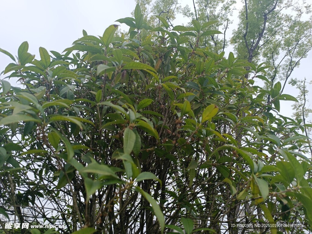 茂密绿叶植物景观