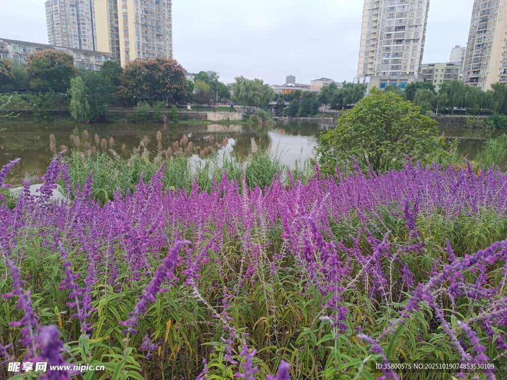 湖畔紫色花丛美景