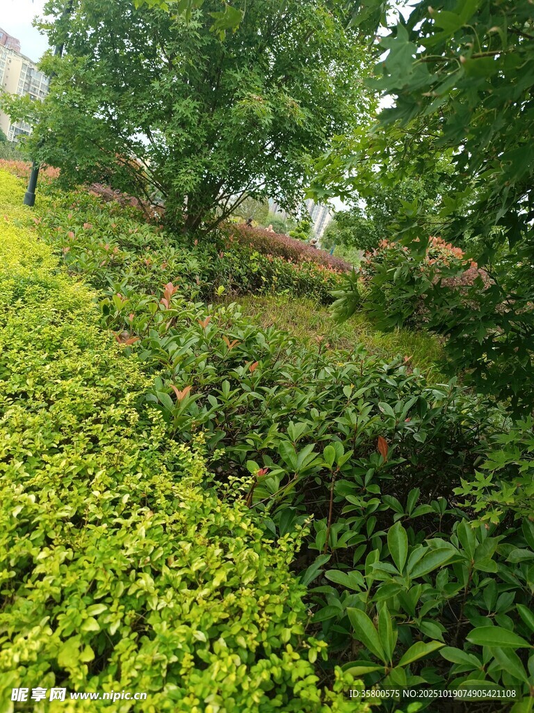 绿意盎然的园林植物景观