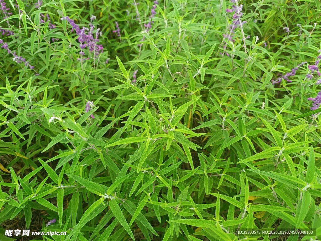 紫色小花点缀绿色草丛