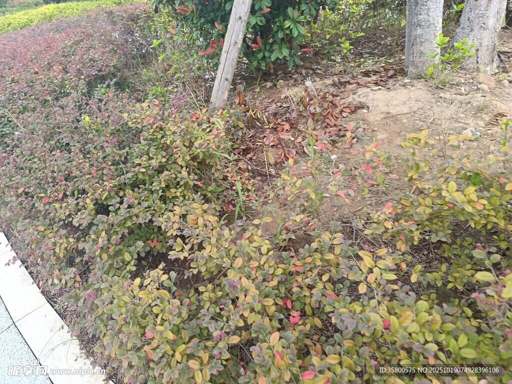 路边多彩灌木丛景观
