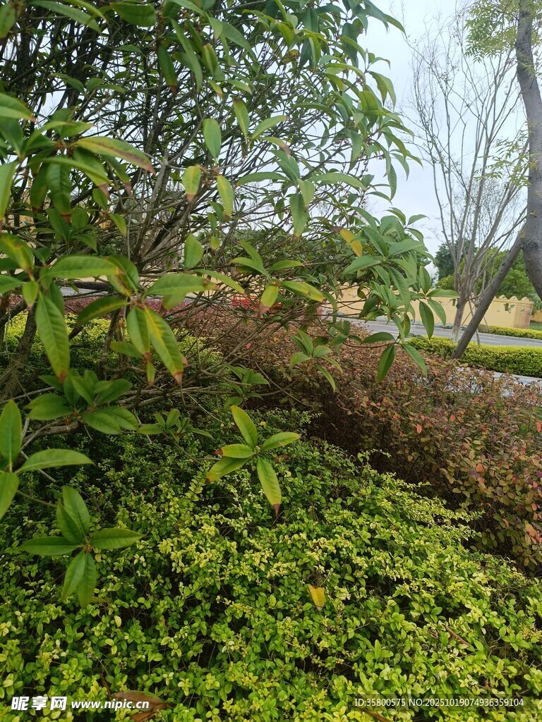 绿意盎然的户外植物景观