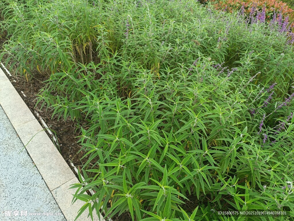 翠绿繁茂的户外绿植景观