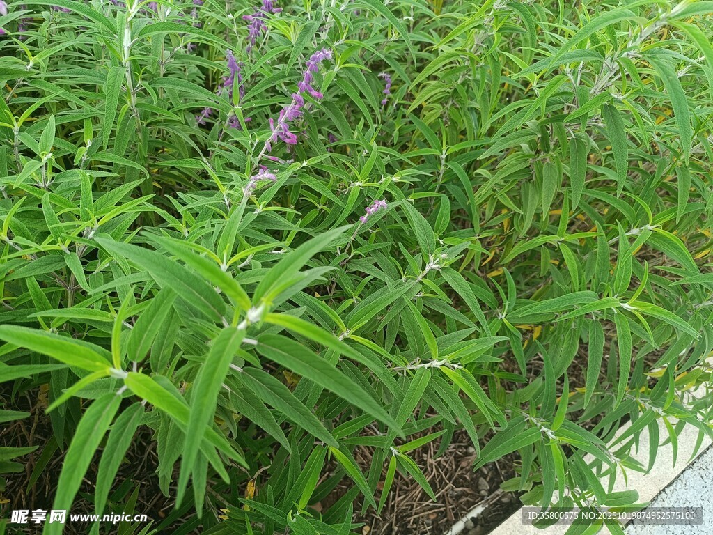 绿叶紫花植物景观