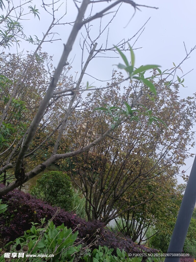 倒下的树木与周围绿植