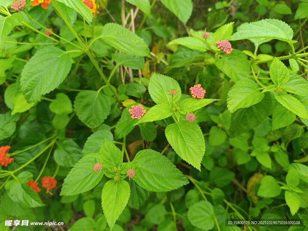绿叶间绽放的鲜艳小花