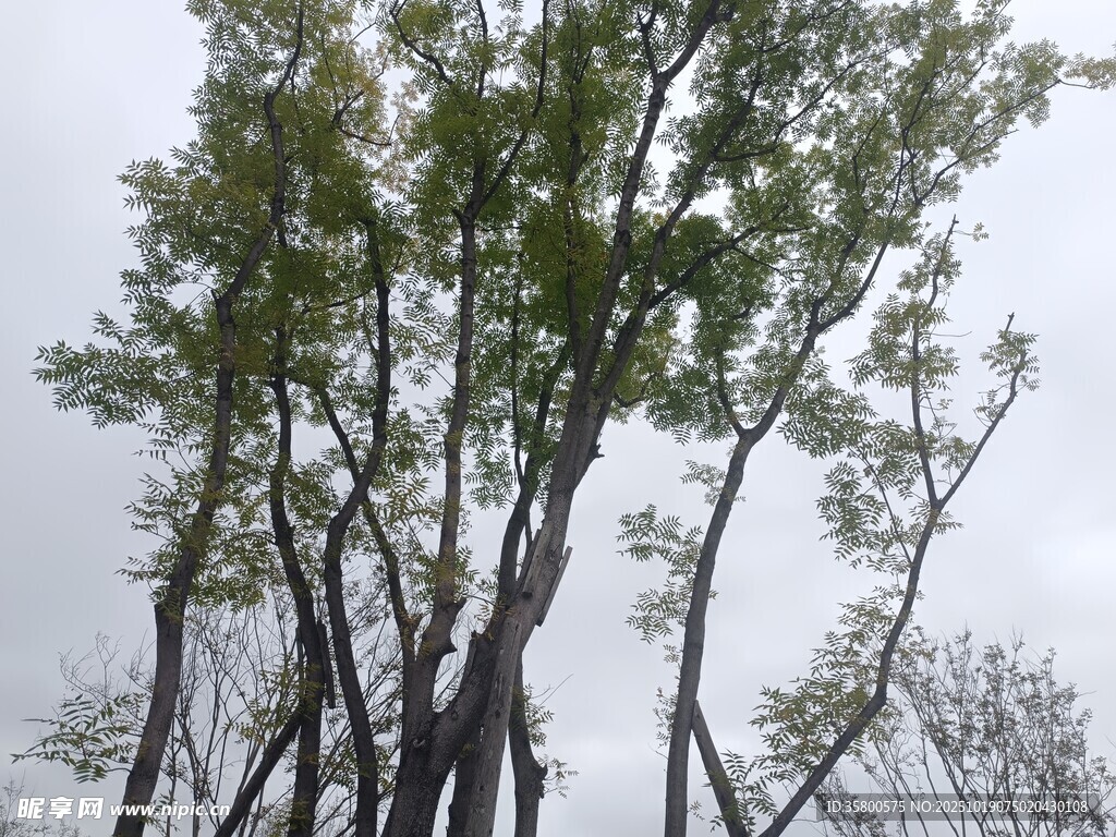 挺拔树木与灰蓝天际