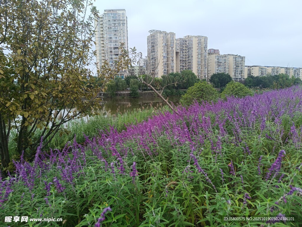城市边的紫色花海景观