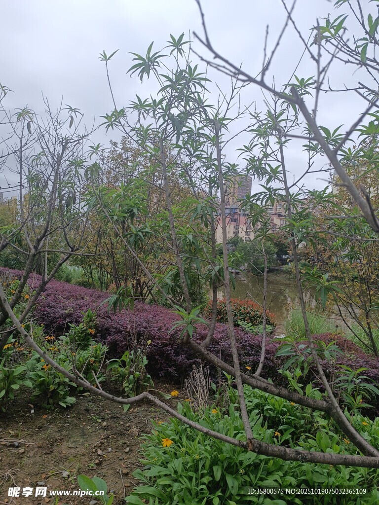 暴风雨后倒伏的树木