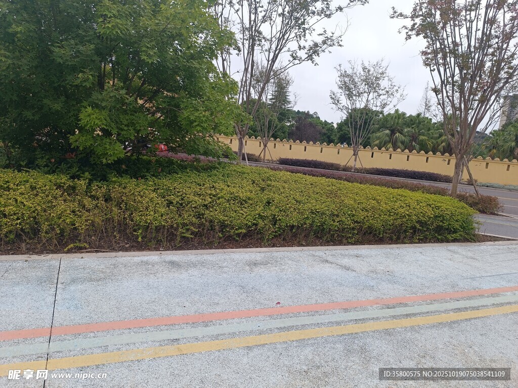户外道路旁的绿植景观