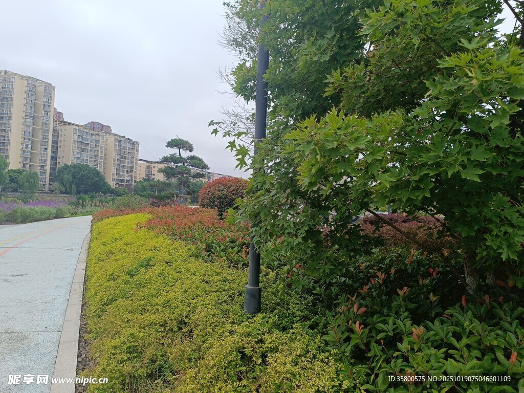 城市路边绿植景观