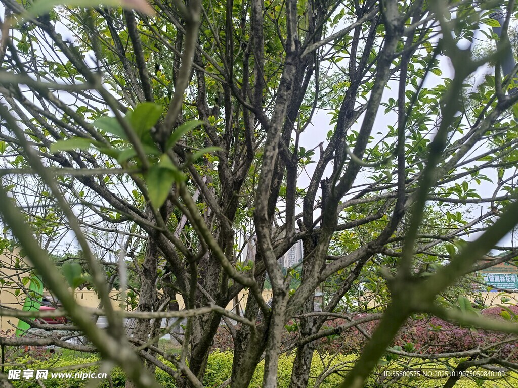 繁茂树枝 