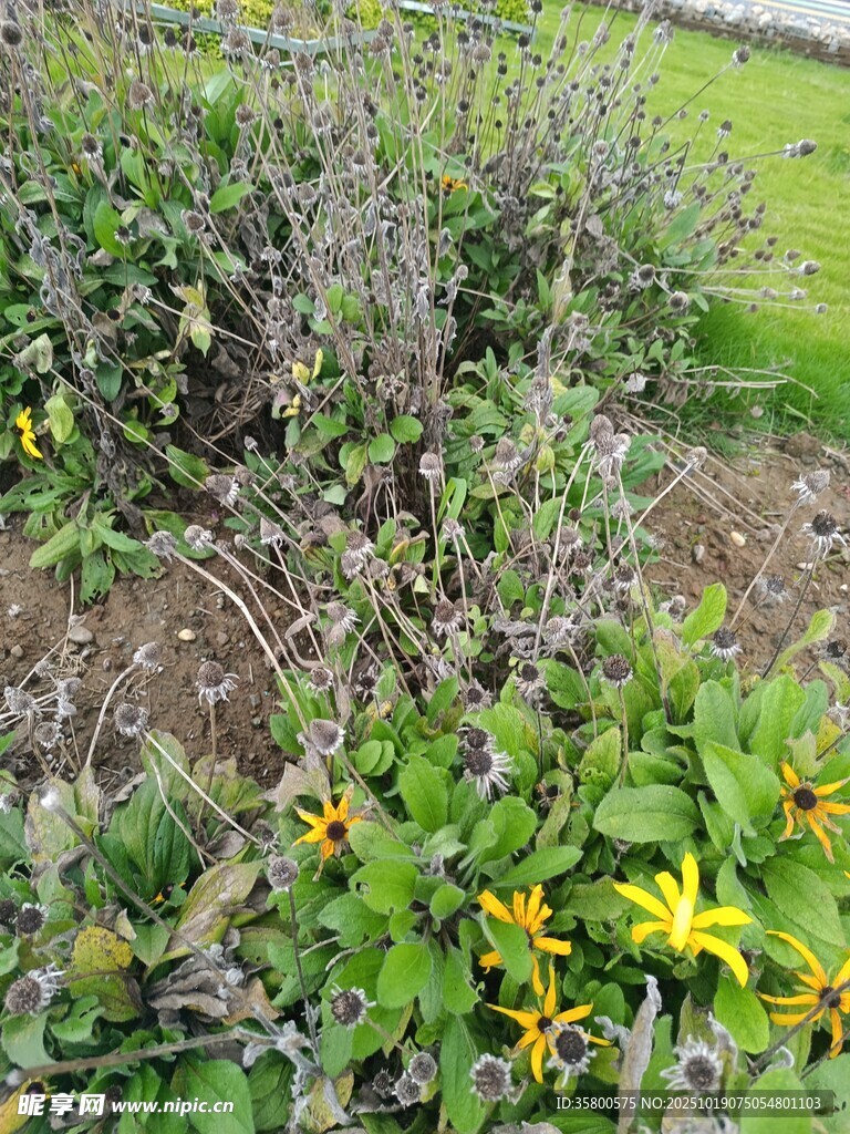 花园中的多彩花卉植物