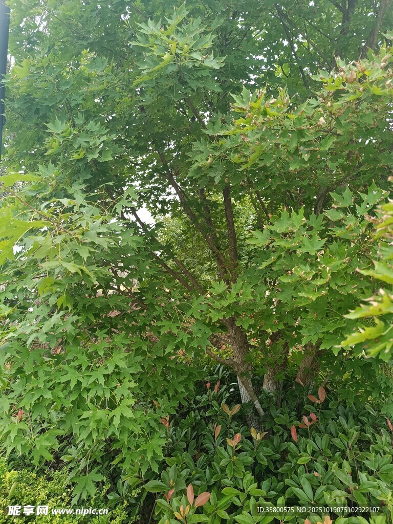 茂密树林中的繁茂绿植