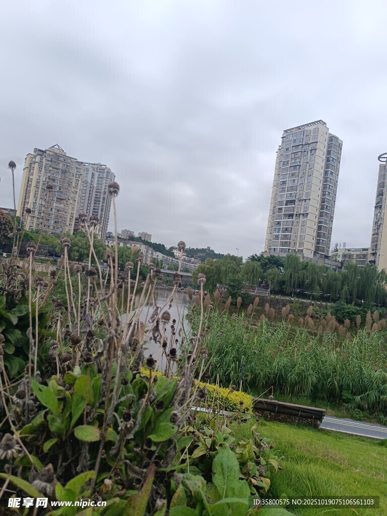 城市中的绿植与高楼景观