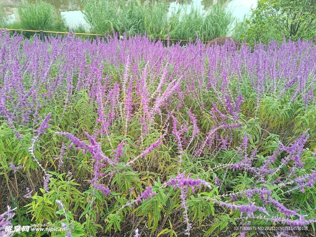 紫色花卉繁茂的美丽花田