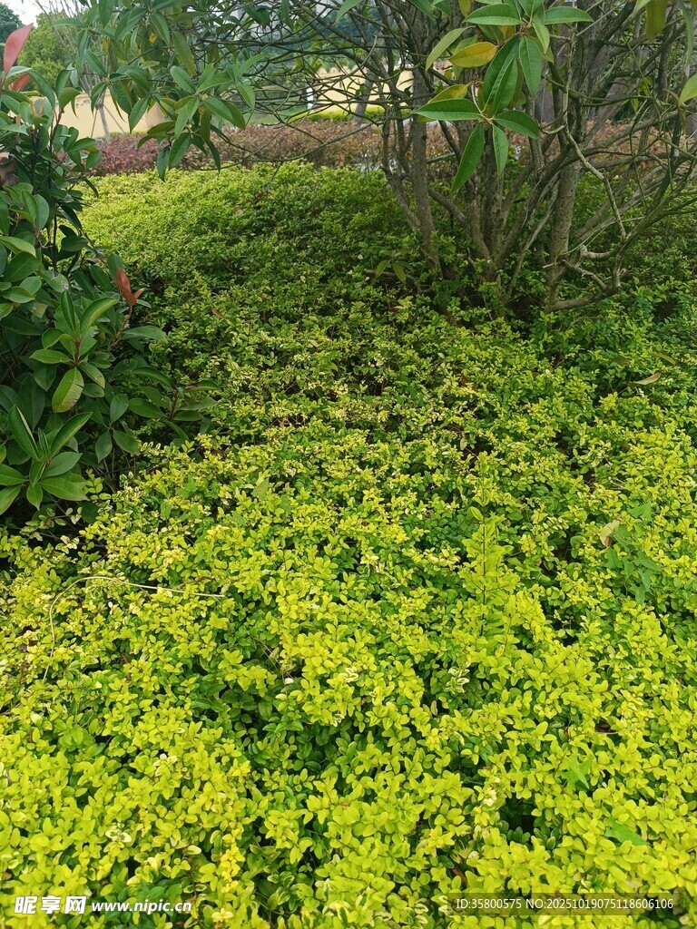 翠绿繁茂的地面绿植景观