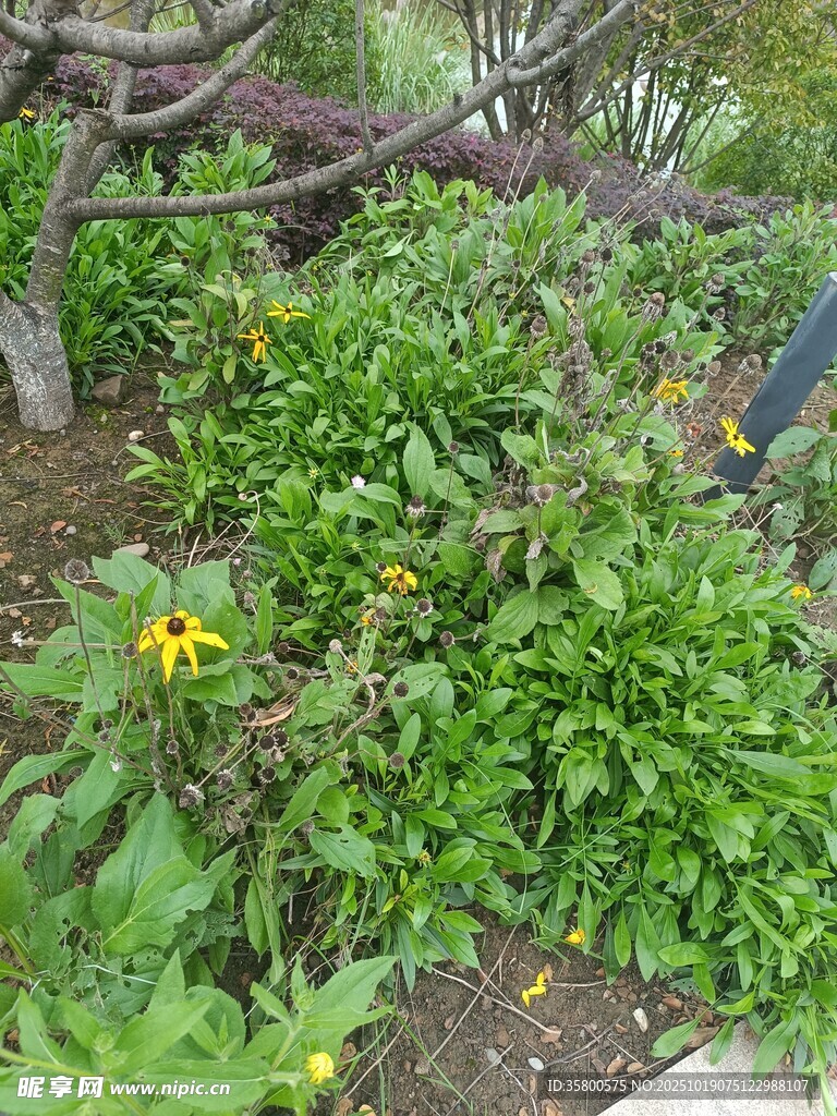 花园中的绿色植物与小花