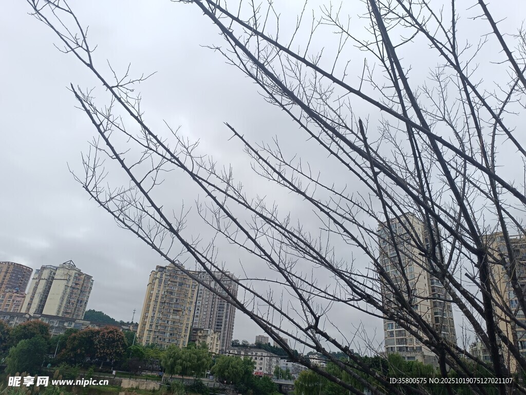 城市中光秃树枝与高楼