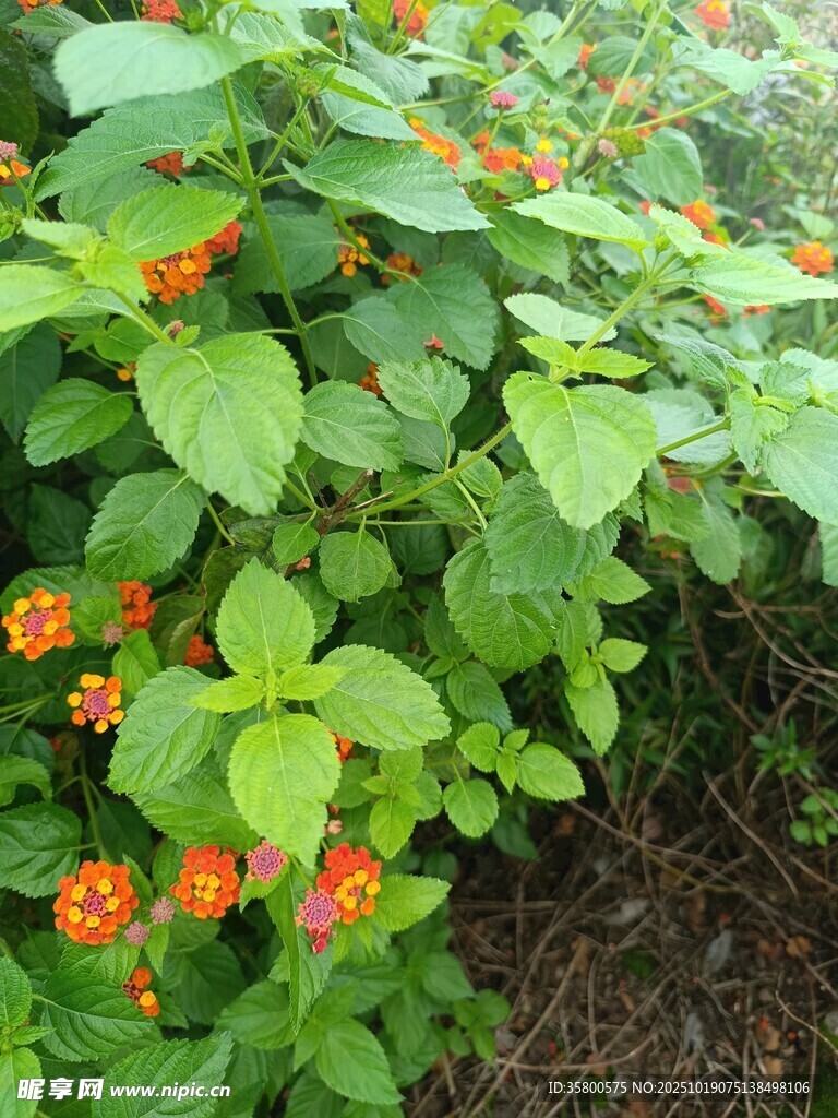绿叶丛中的橙色小花